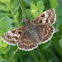 Dingy Skipper 2 